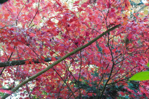 Acer at end of lawn  (unnameda)                      